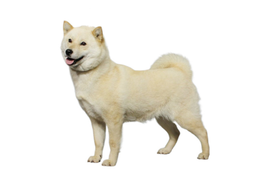 Hokkaido Inu